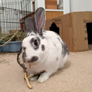 An application scenario or product detail of a happy rabbit - Image 4