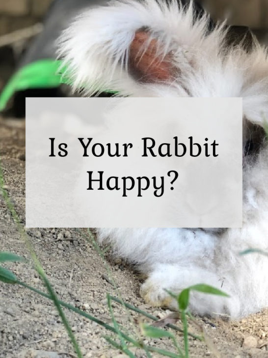 An application scenario or product detail of a happy rabbit - Image 23