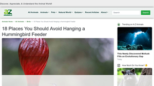 A-Z Animals - Hummingbird Feeder Placement Tips