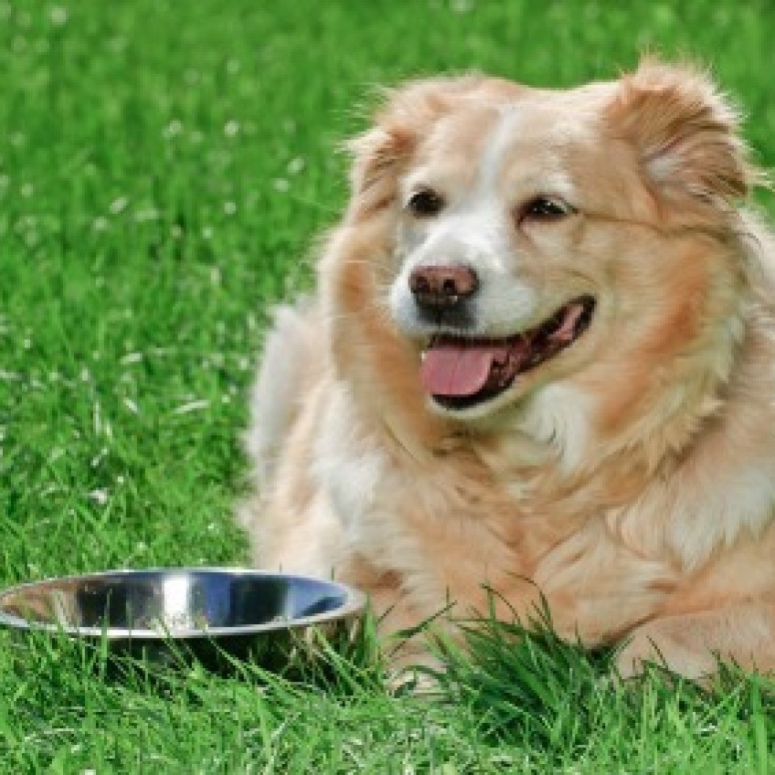 An application scenario or product detail of algae in dog water bowl - Image 7
