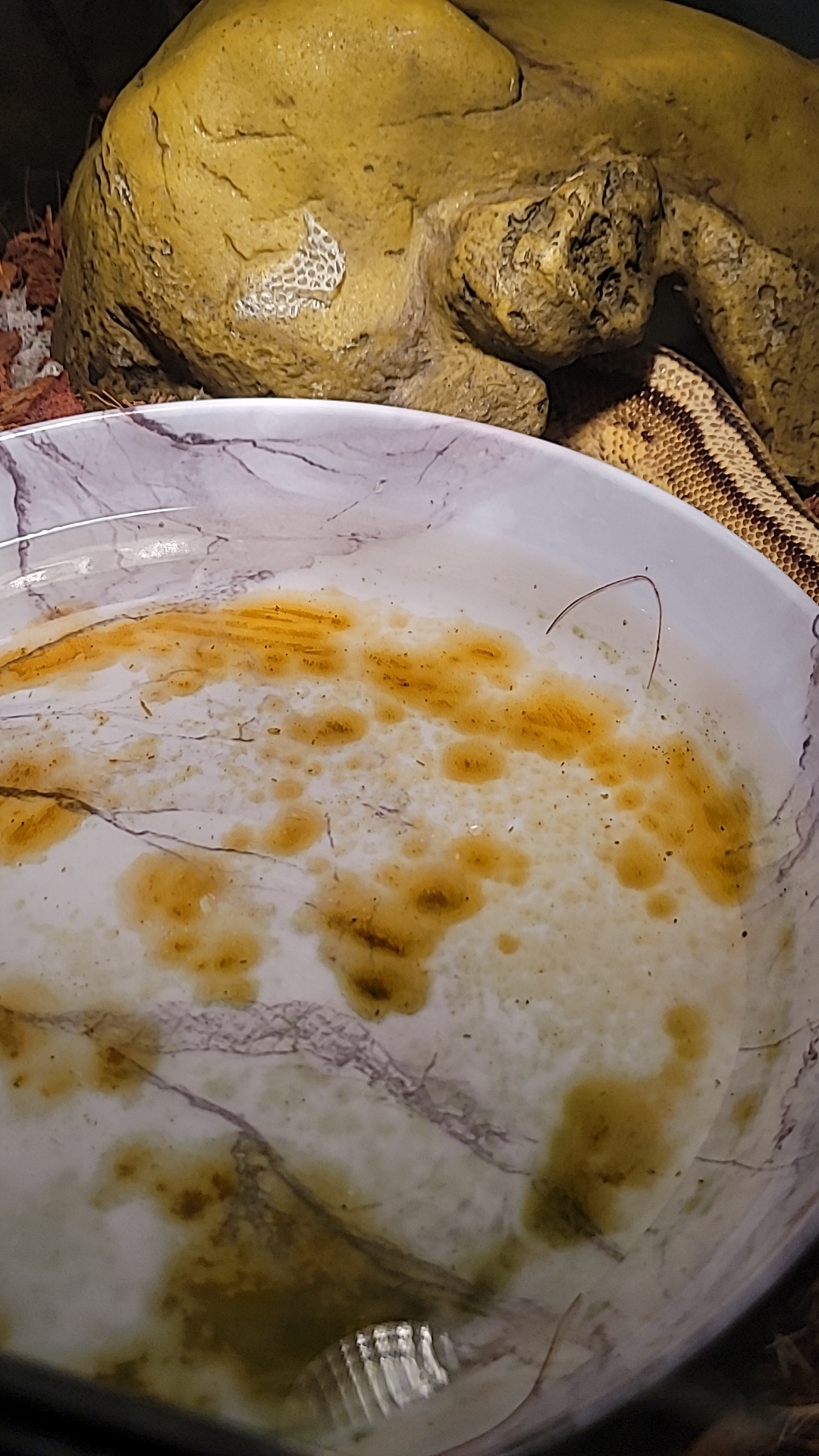 An application scenario or product detail of algae in dog water bowl - Image 16