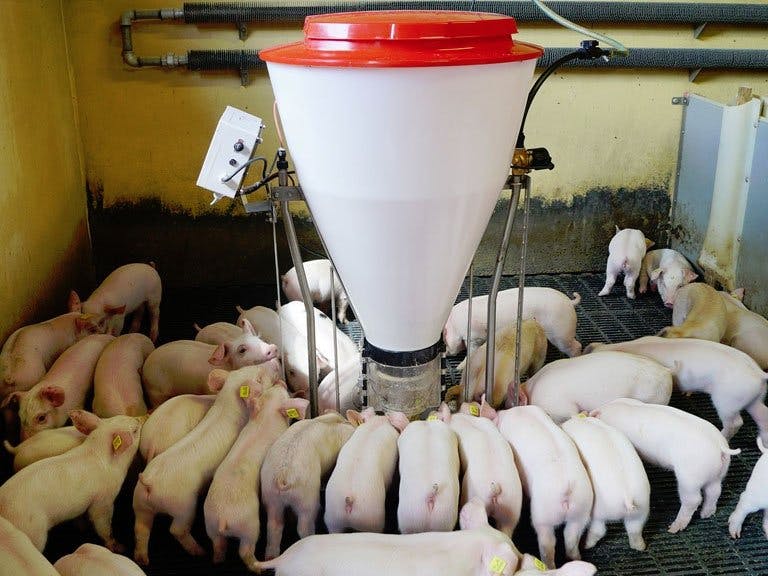 An application scenario or product detail of animal auto feeder - Image 12