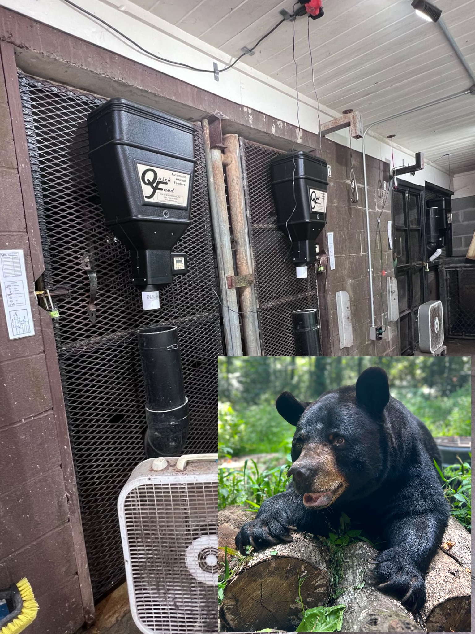 An application scenario or product detail of animal auto feeder - Image 14