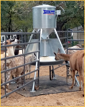 An application scenario or product detail of animal auto feeder - Image 21