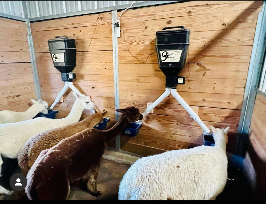 Featured image for the animal auto feeder guide