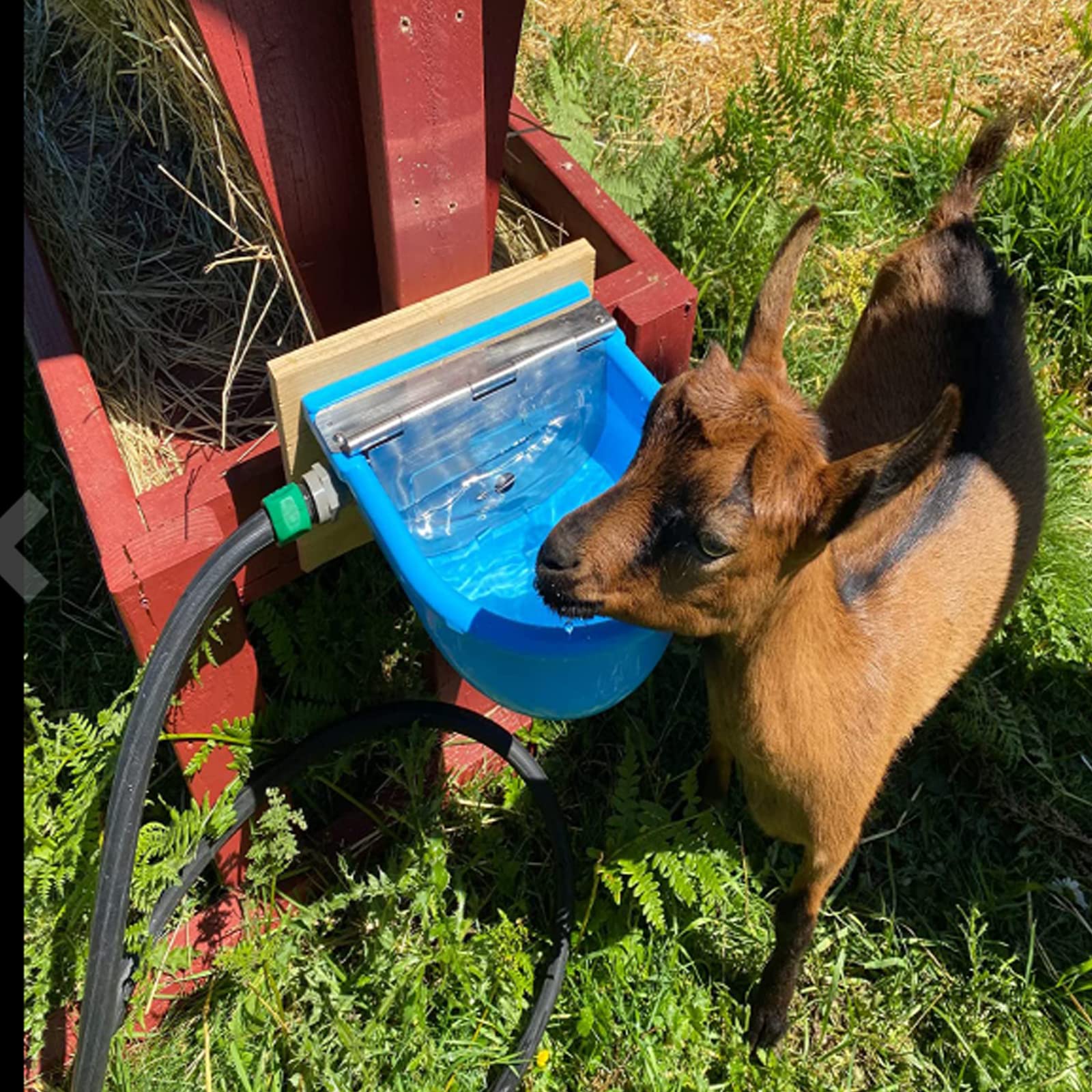 An application scenario or product detail of animal waterer mold - Image 14