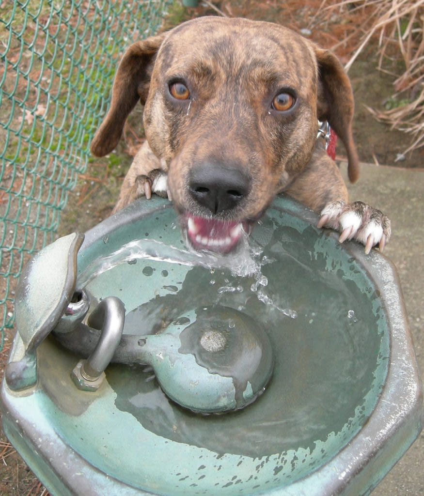 An application scenario or product detail of apple cider vinegar in dogs water bowl - Image 2