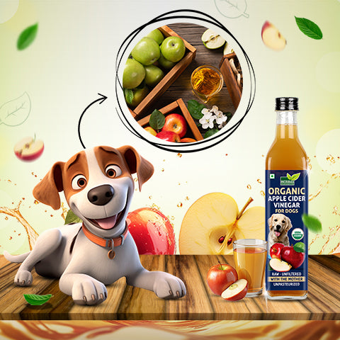 An application scenario or product detail of apple cider vinegar in dogs water bowl - Image 3