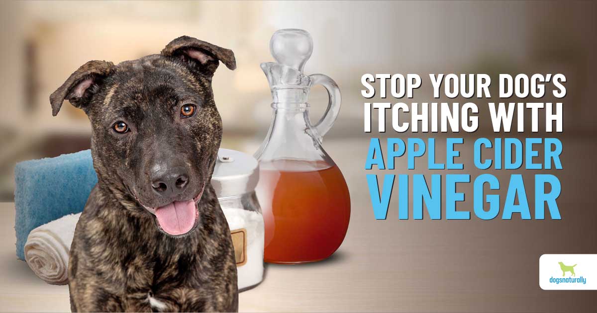 An application scenario or product detail of apple cider vinegar in dogs water bowl - Image 4