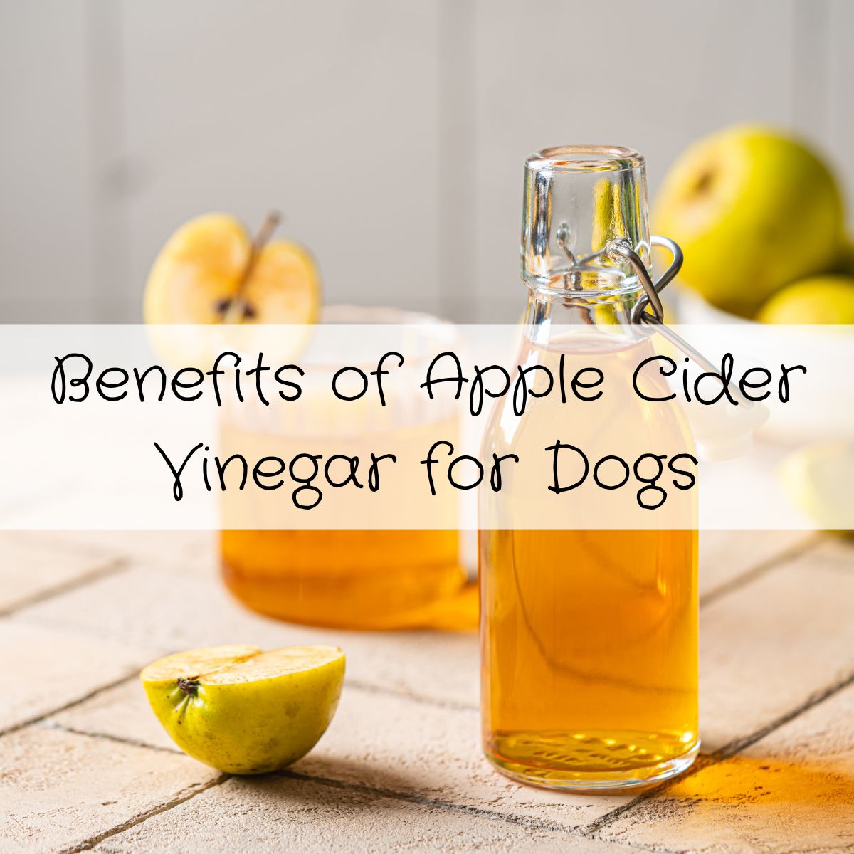 An application scenario or product detail of apple cider vinegar in dogs water bowl - Image 13