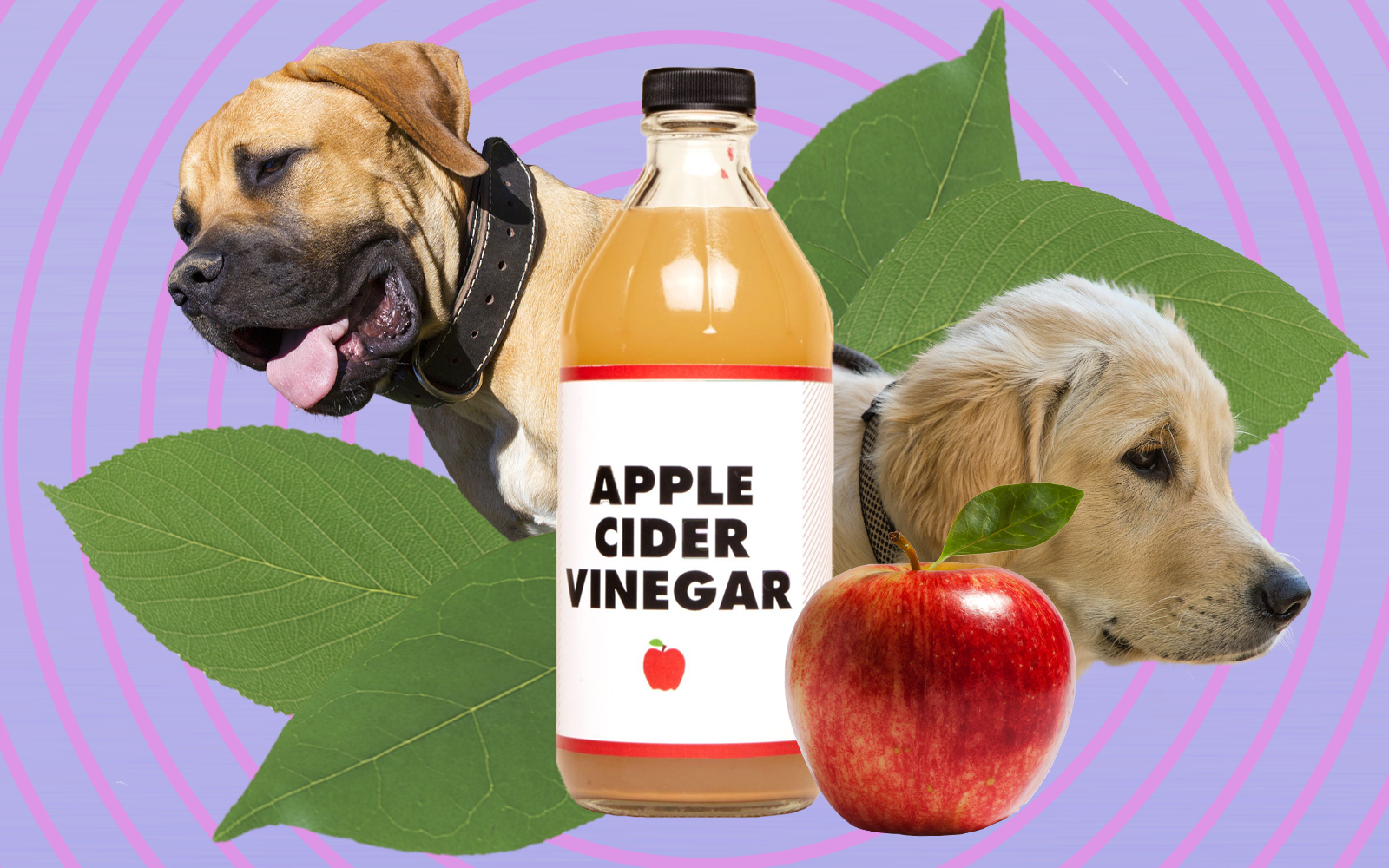 An application scenario or product detail of apple cider vinegar in dogs water bowl - Image 17