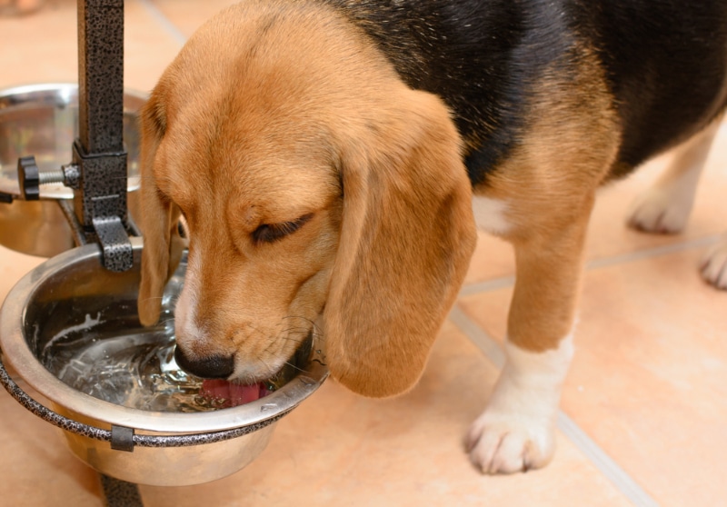 An application scenario or product detail of apple cider vinegar in dogs water bowl - Image 20