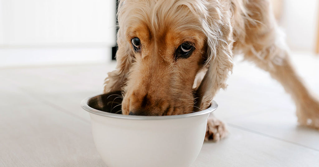 An application scenario or product detail of apple cider vinegar in dogs water bowl - Image 23