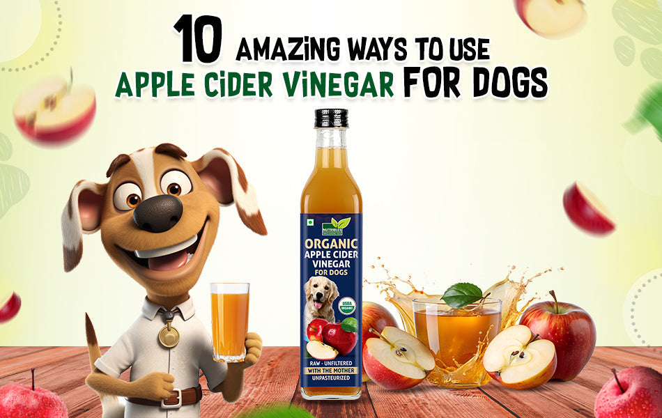 Featured image for the apple cider vinegar in dogs water bowl guide