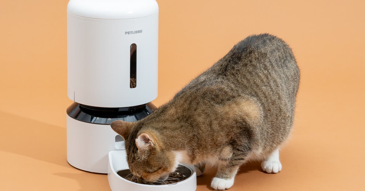 An application scenario or product detail of auto feeder cat bowl - Image 23