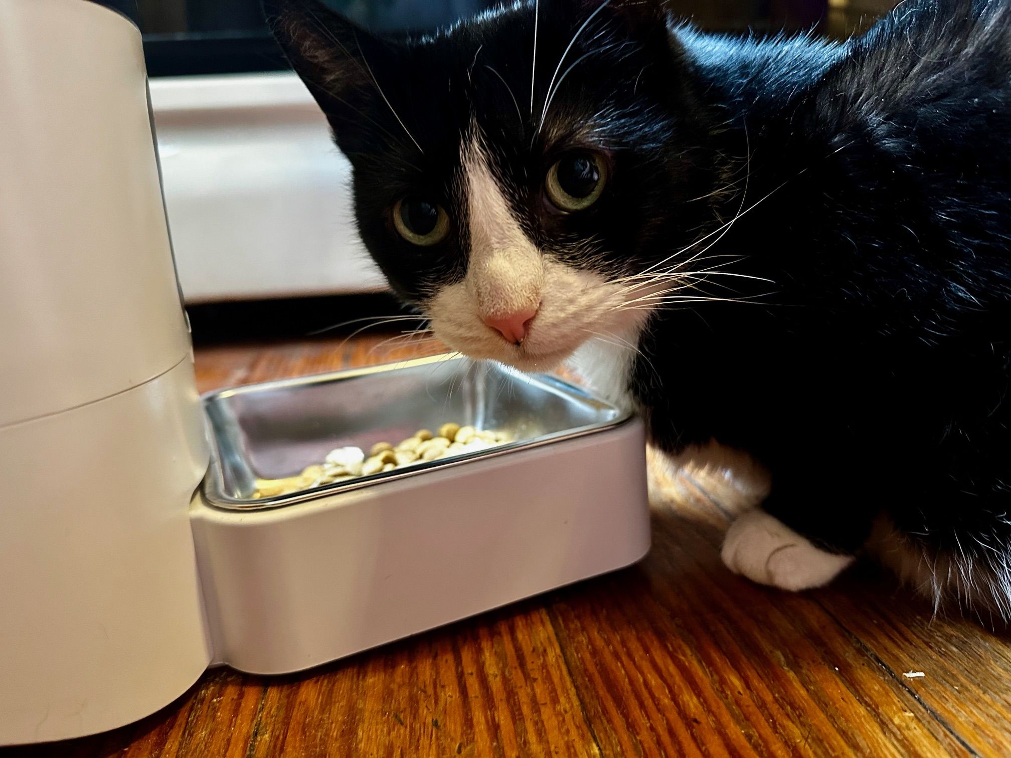 An application scenario or product detail of auto feeder multiple cats - Image 20