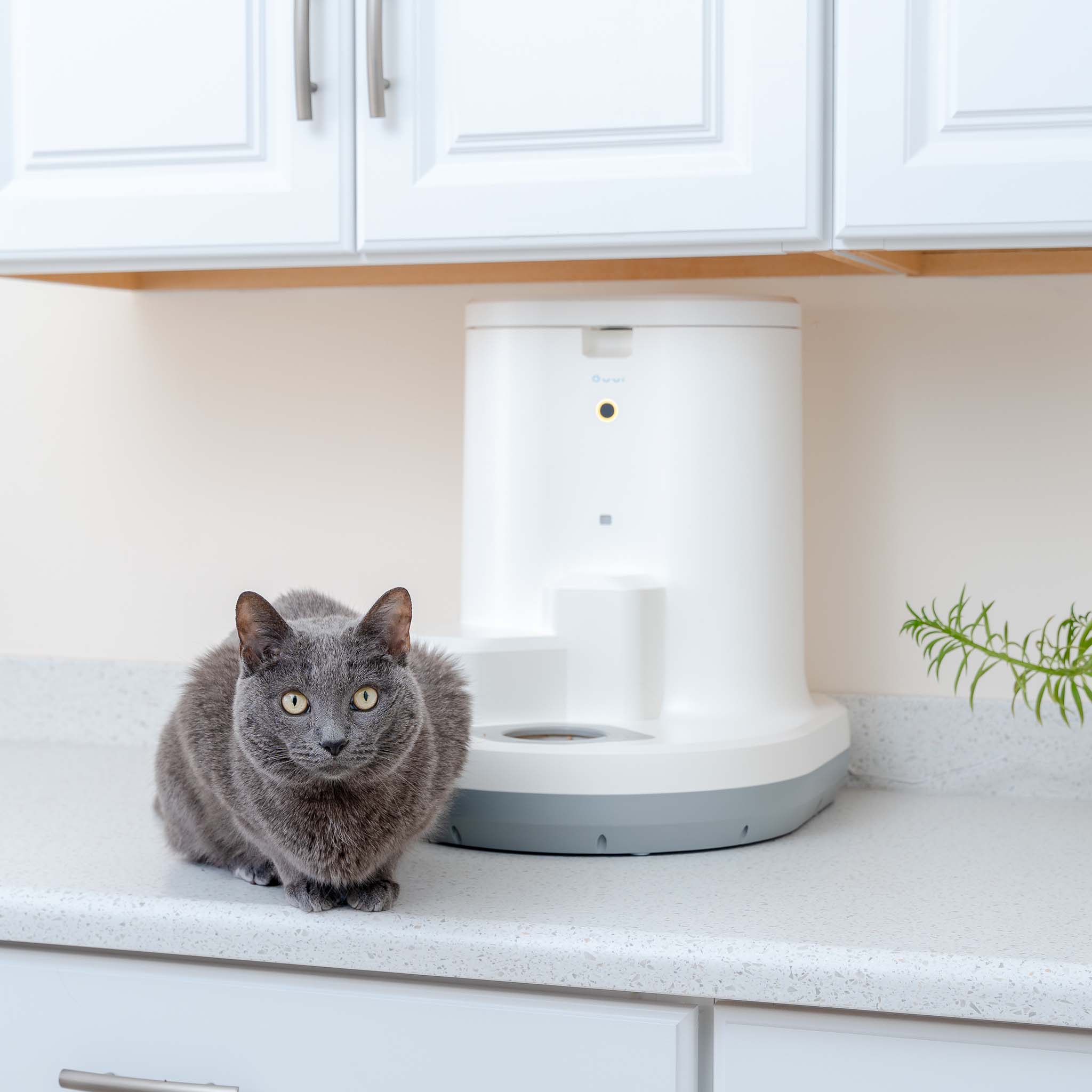 An application scenario or product detail of auto wet food cat feeder - Image 17