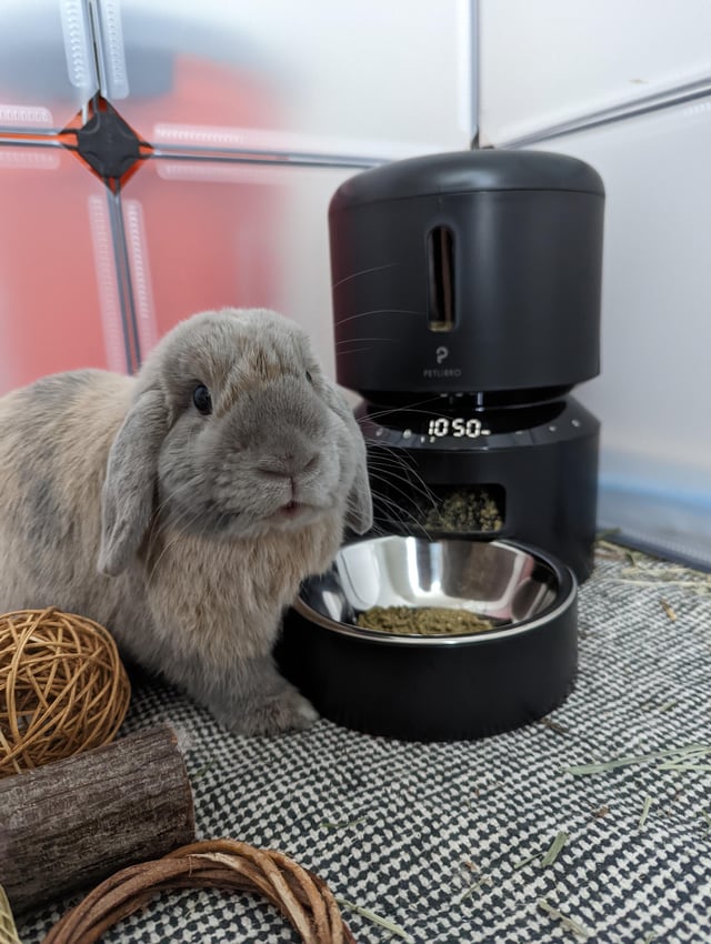 An application scenario or product detail of automatic bunny feeder - Image 5