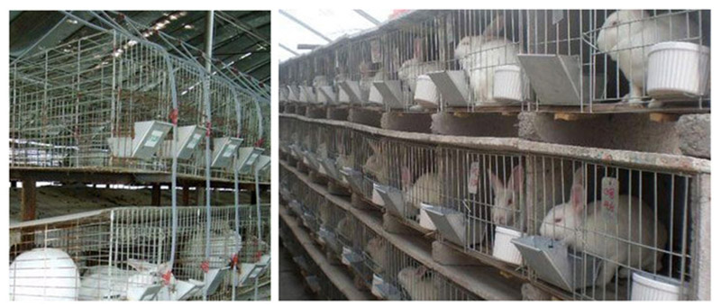 An application scenario or product detail of automatic bunny feeder - Image 15