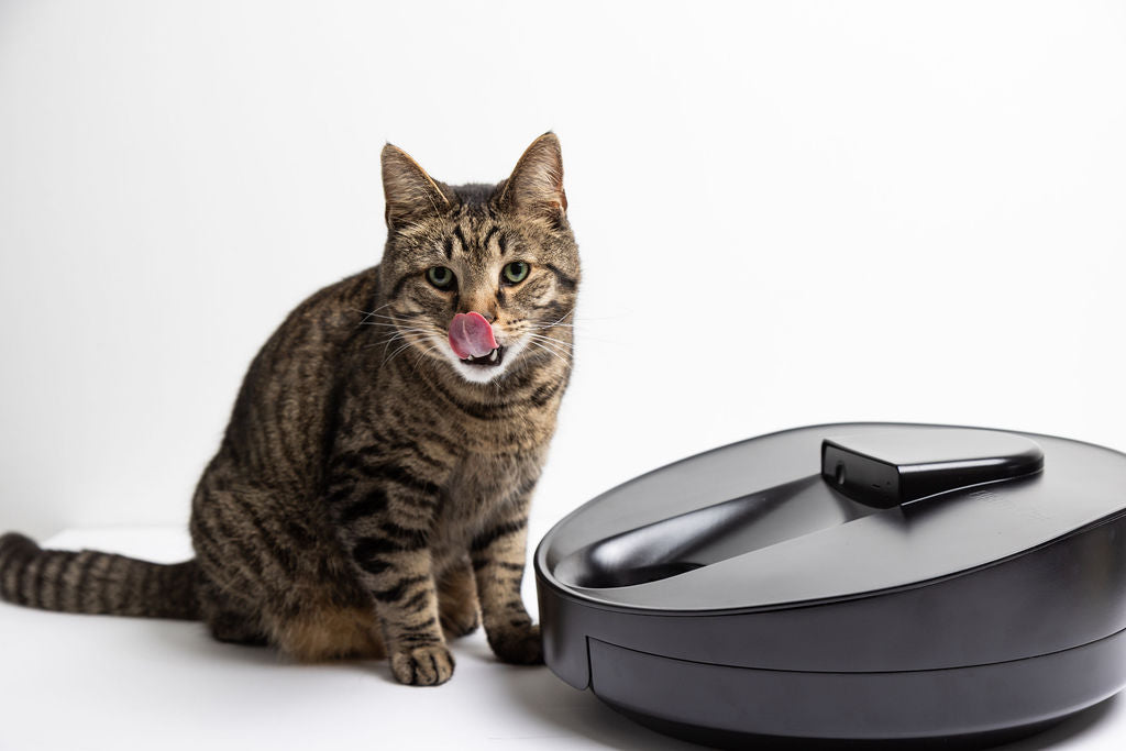 An application scenario or product detail of automatic cat feeder wet food refrigerated - Image 19