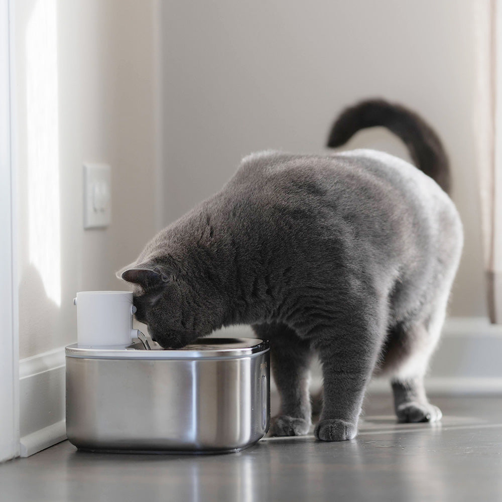 An application scenario or product detail of battery operated water bowl for cats - Image 11