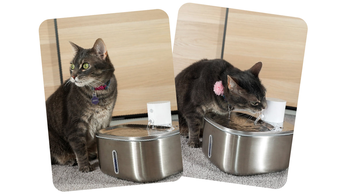 An application scenario or product detail of battery operated water bowls for cats - Image 10
