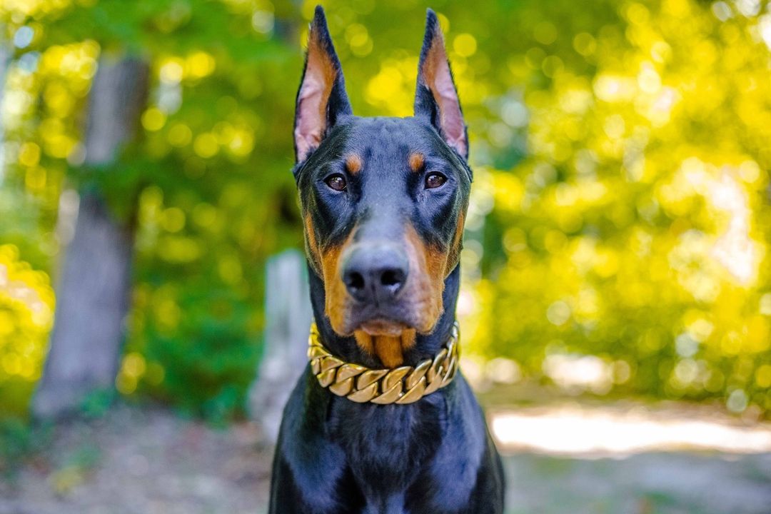 An application scenario or product detail of best brand of dog collars - Image 5