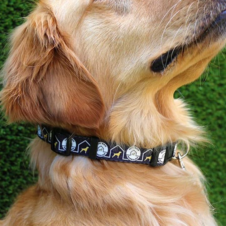 An application scenario or product detail of best brand of dog collars - Image 13