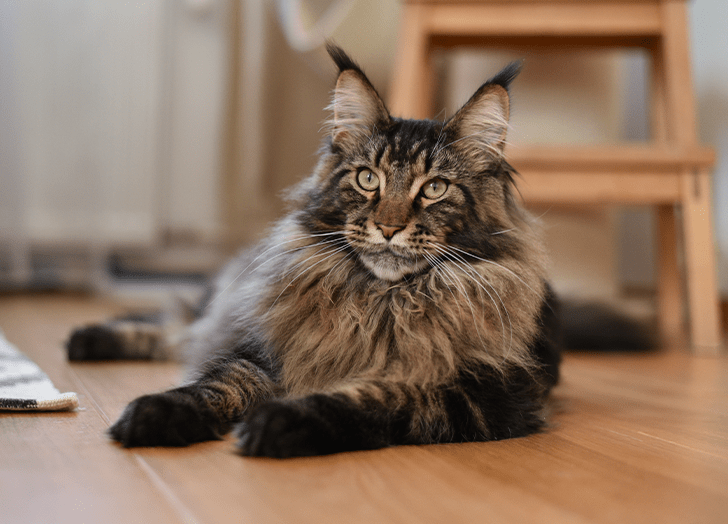 An application scenario or product detail of best cat breeds for apartments - Image 1