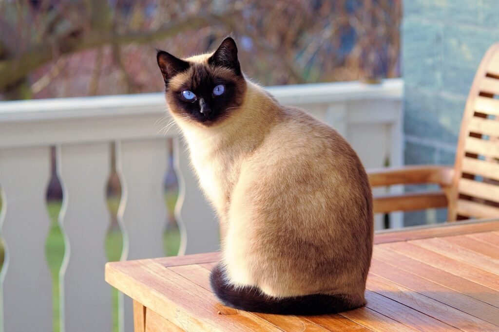 An application scenario or product detail of best cat breeds for apartments - Image 8