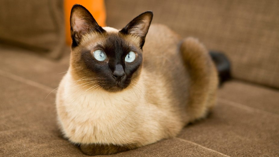An application scenario or product detail of best cat breeds for apartments - Image 10