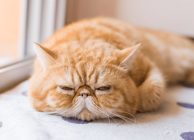 An application scenario or product detail of best cat breeds for apartments - Image 14