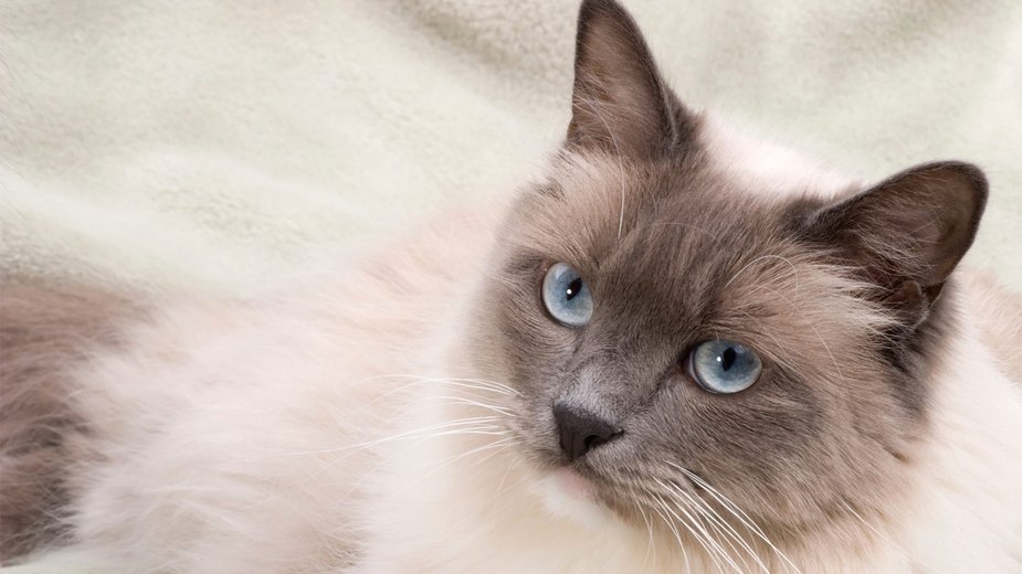 An application scenario or product detail of best cat breeds for apartments - Image 15