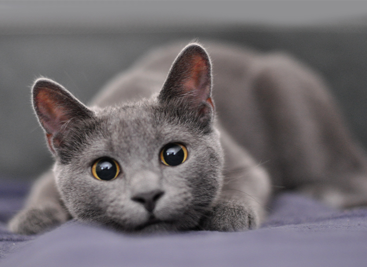 Featured image for the best cat breeds for apartments guide