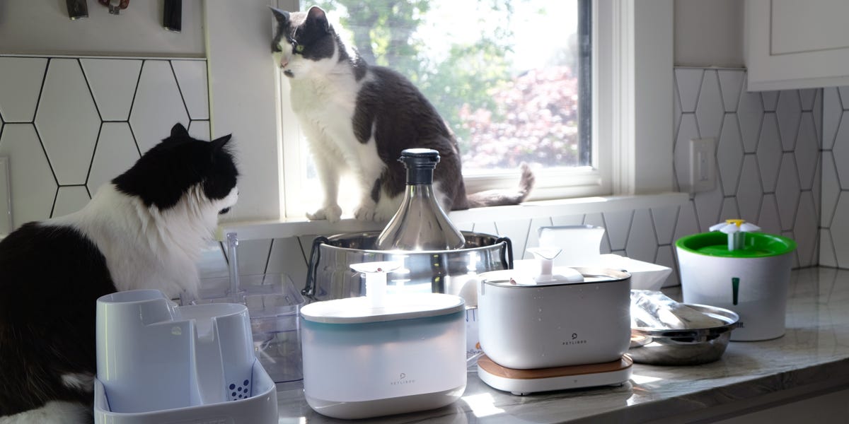 An application scenario or product detail of best cat drinking fountains - Image 5