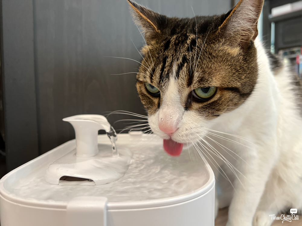 An application scenario or product detail of best cat drinking fountains - Image 13