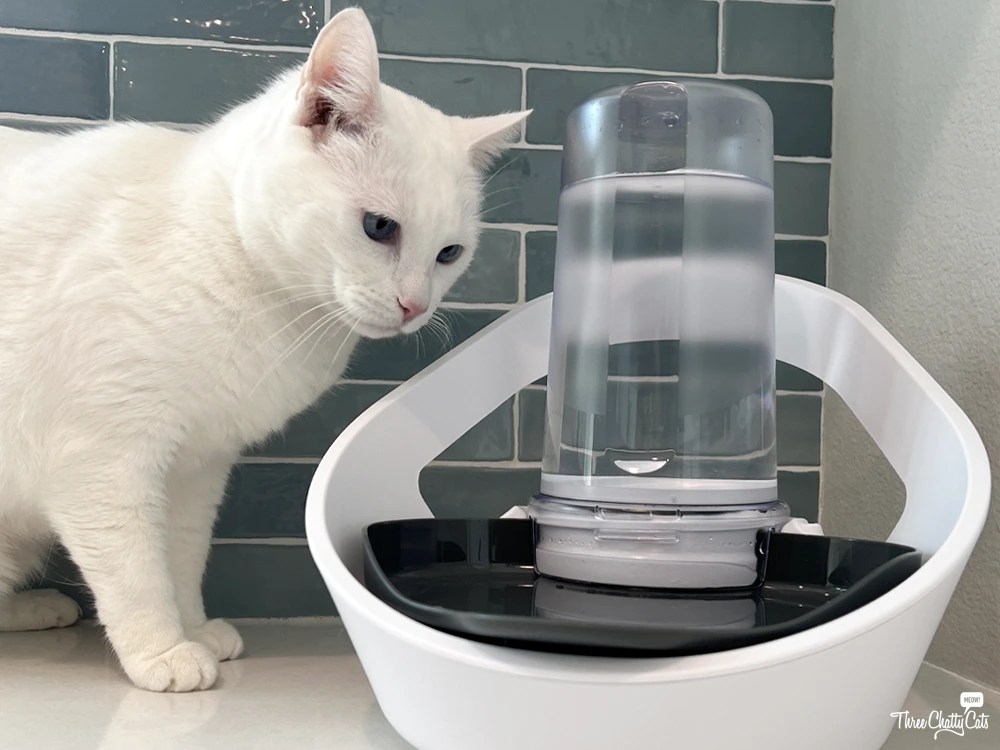 An application scenario or product detail of best cat fountain for multiple cats - Image 7