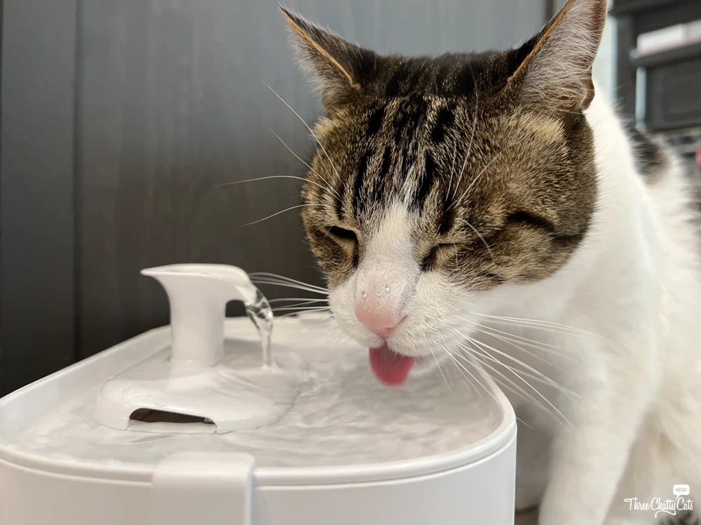 An application scenario or product detail of best cat fountain for multiple cats - Image 24