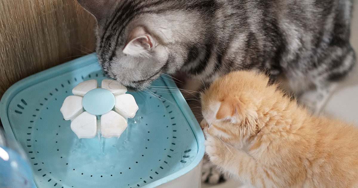 An application scenario or product detail of best cat fountain water - Image 11