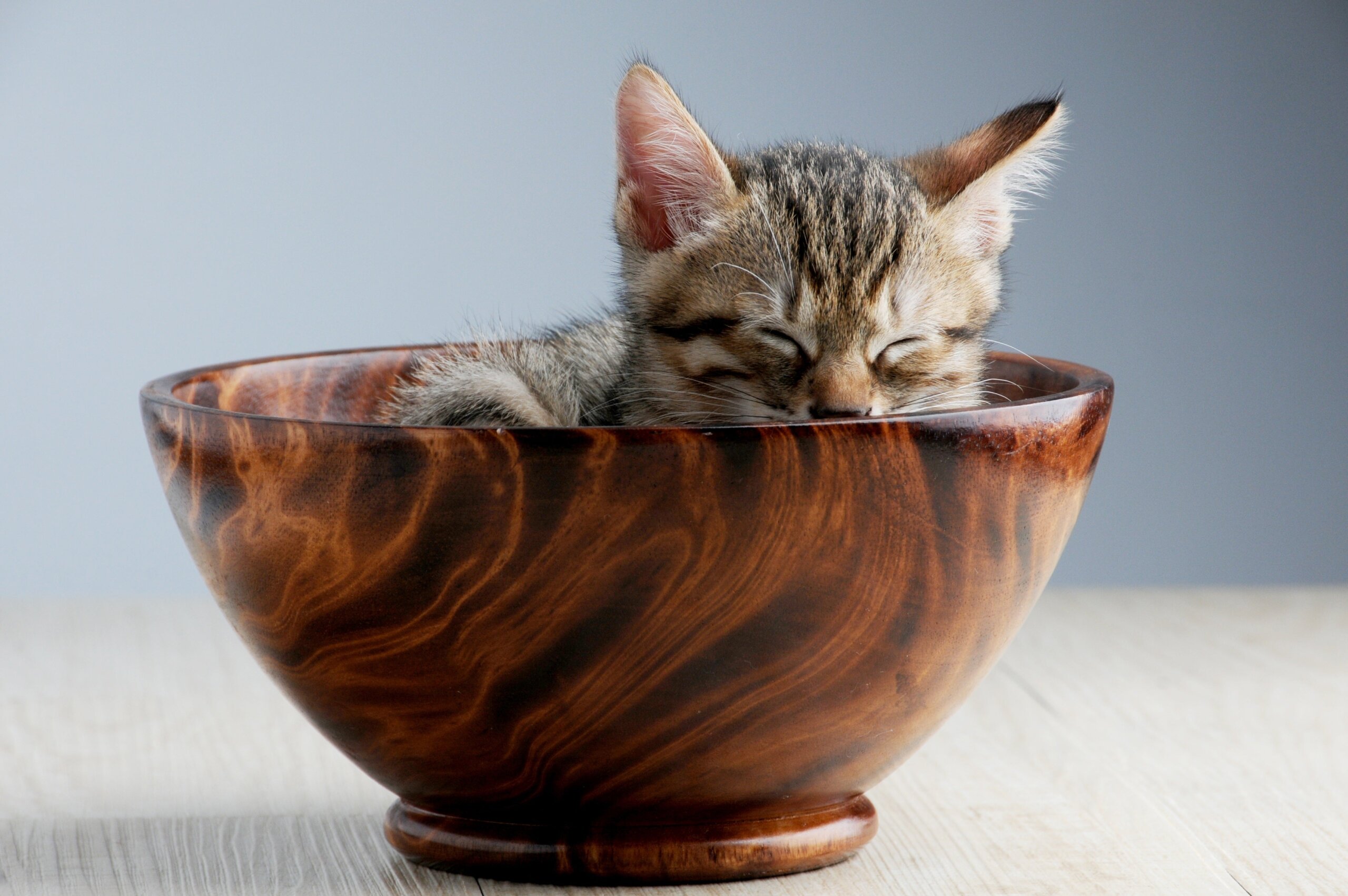 An application scenario or product detail of best cat water bowl - Image 15
