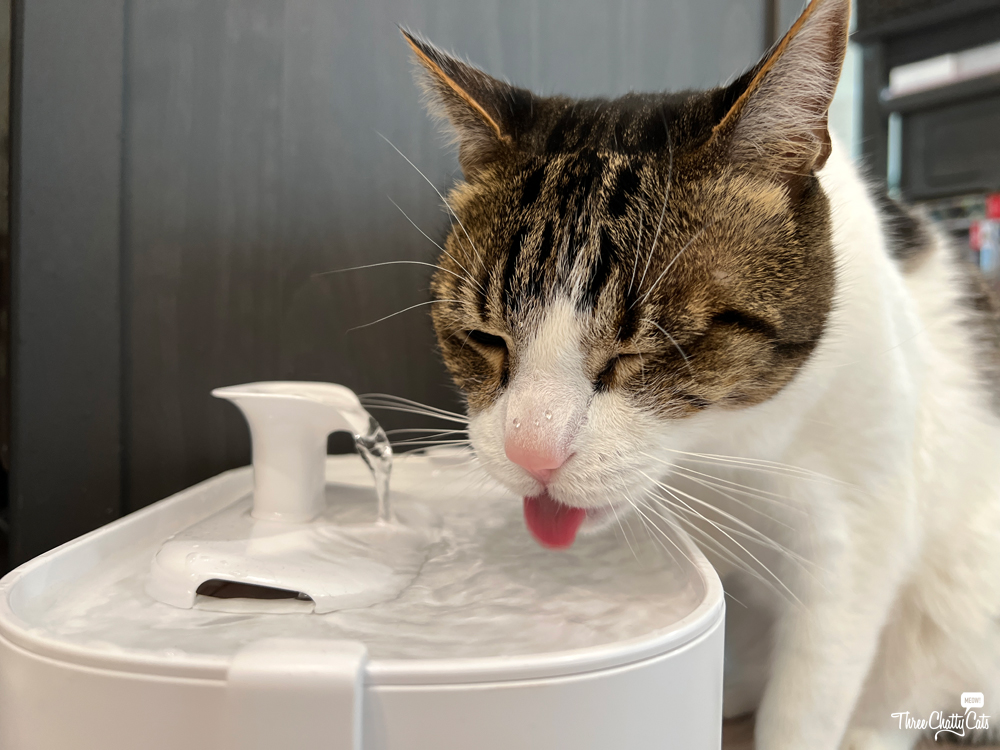 An application scenario or product detail of best cat water fountain reviews - Image 15