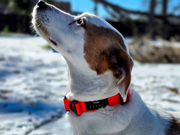 An application scenario or product detail of best dog collars - Image 5