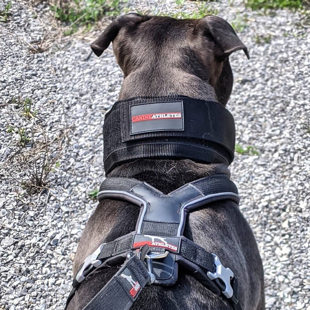 An application scenario or product detail of best dog collars - Image 6