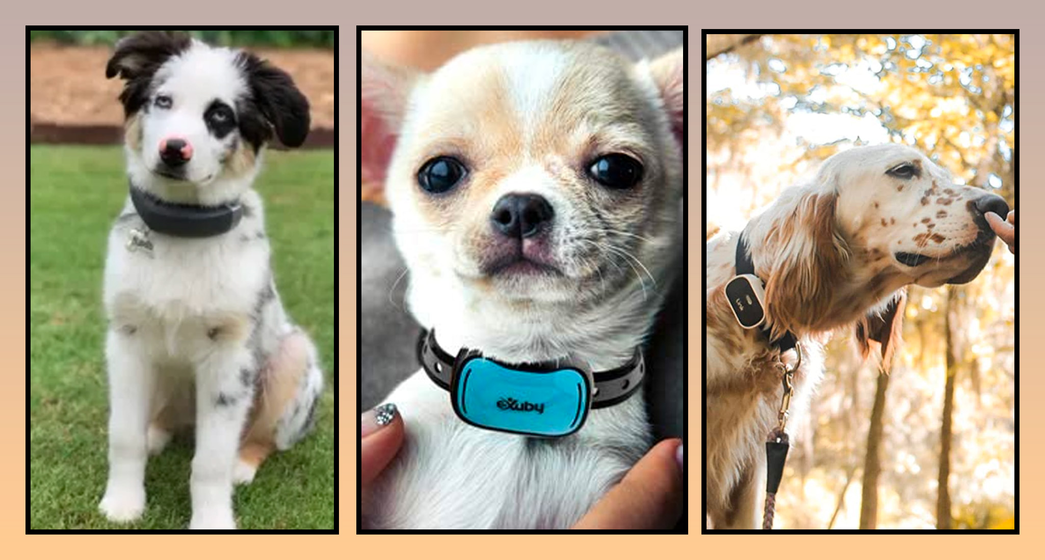 An application scenario or product detail of best dog collars - Image 11