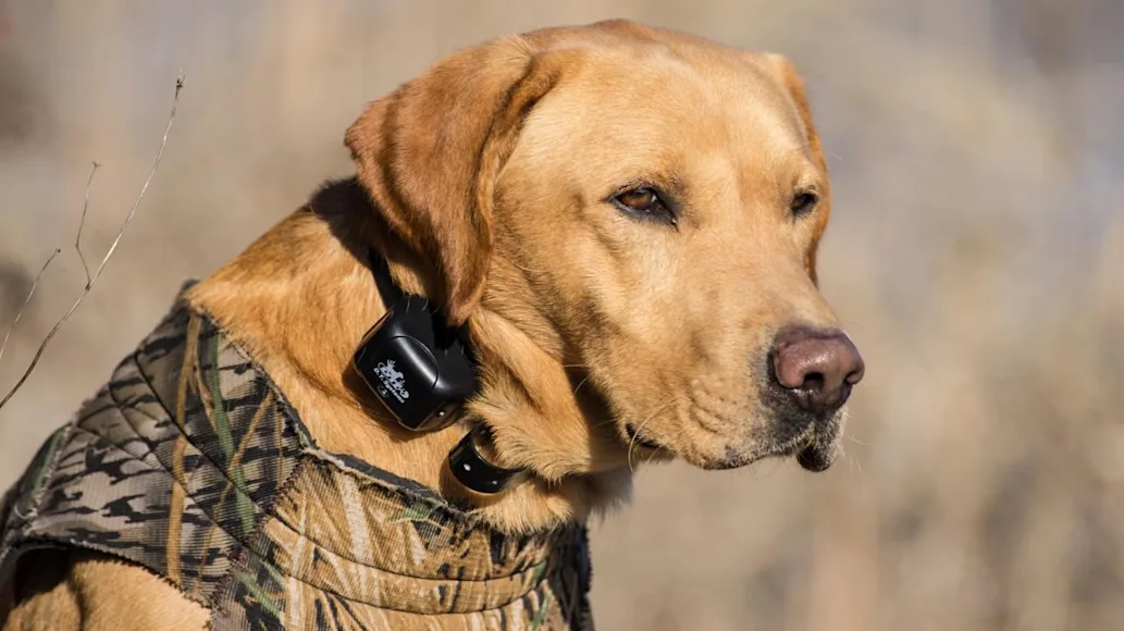 An application scenario or product detail of best dog collars - Image 15