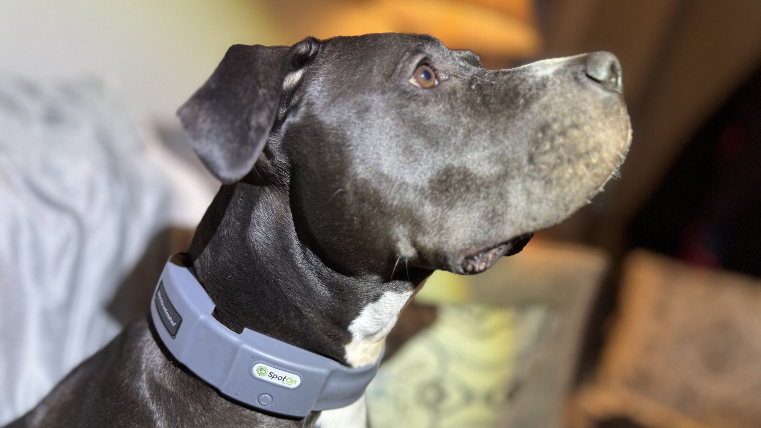 An application scenario or product detail of best dog collars - Image 16