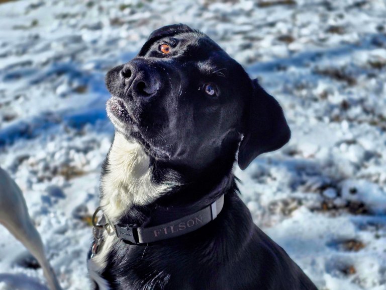 An application scenario or product detail of best dog collars - Image 19