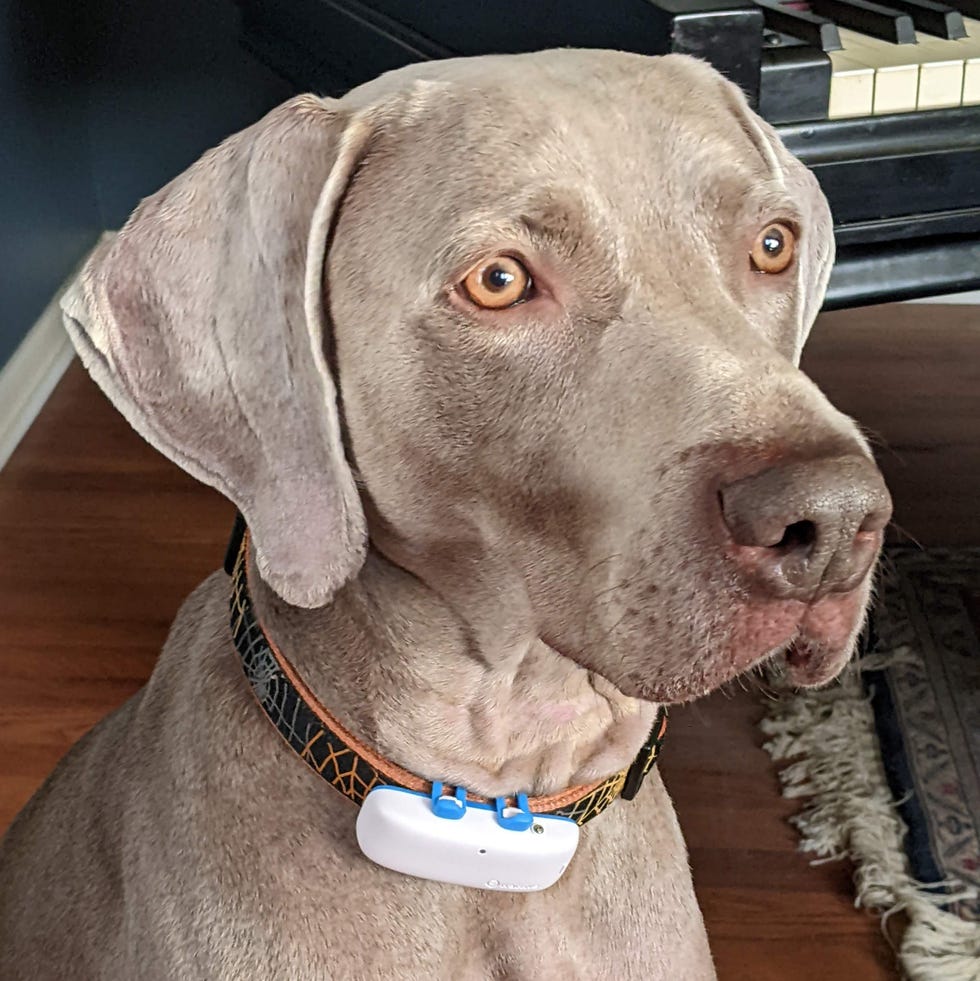 An application scenario or product detail of best dog collars - Image 21