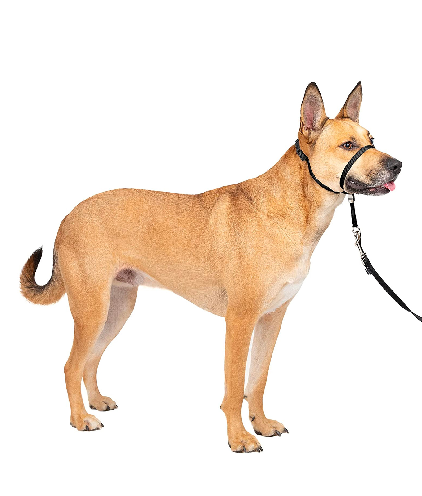 An application scenario or product detail of best dog collars - Image 22