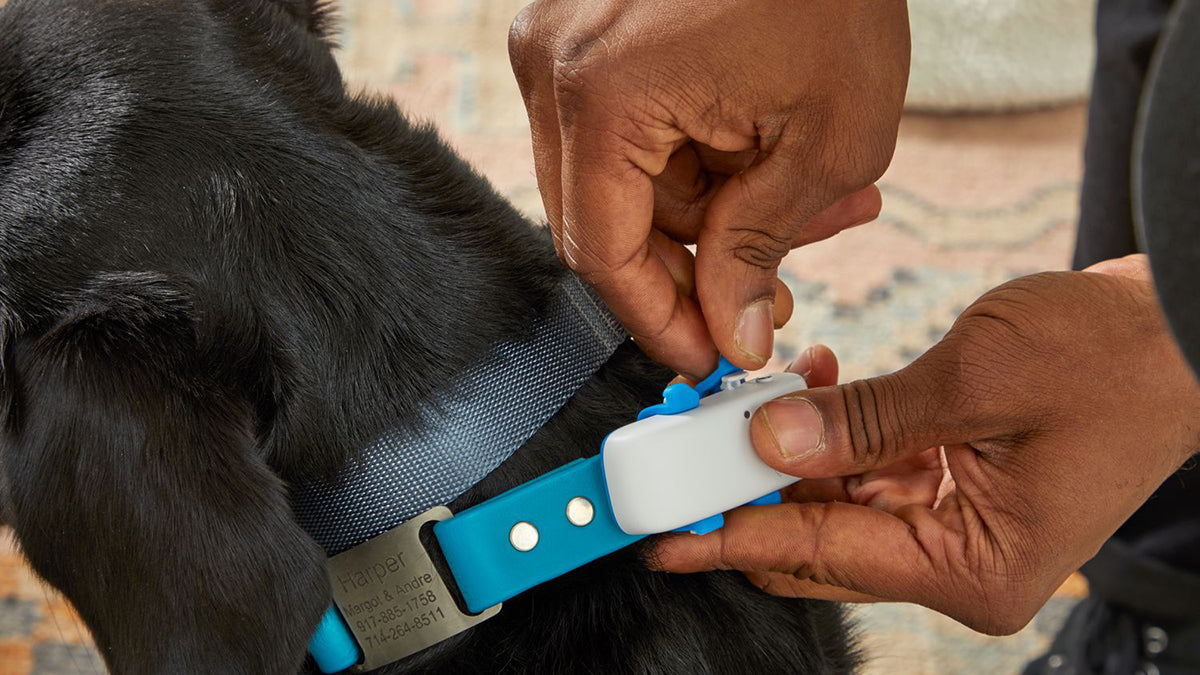 An application scenario or product detail of best dog gps tracker chip implant - Image 1